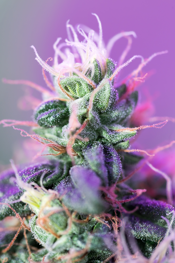 Cannabis female plant